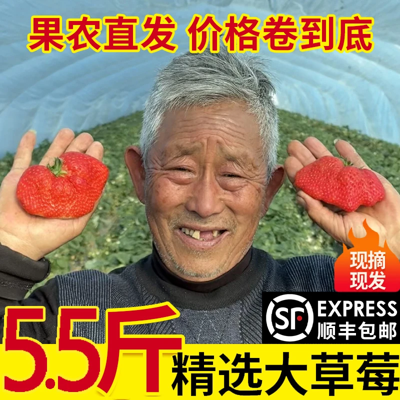 【新粉草莓福利】红颜99天然多倍果不规则超甜超大现摘现发无添加