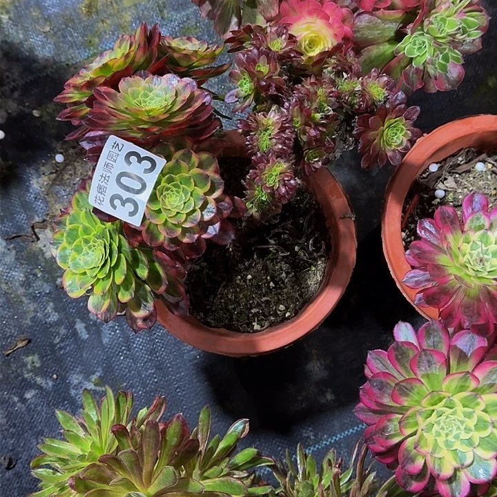 红陶嘉年华缀3030000