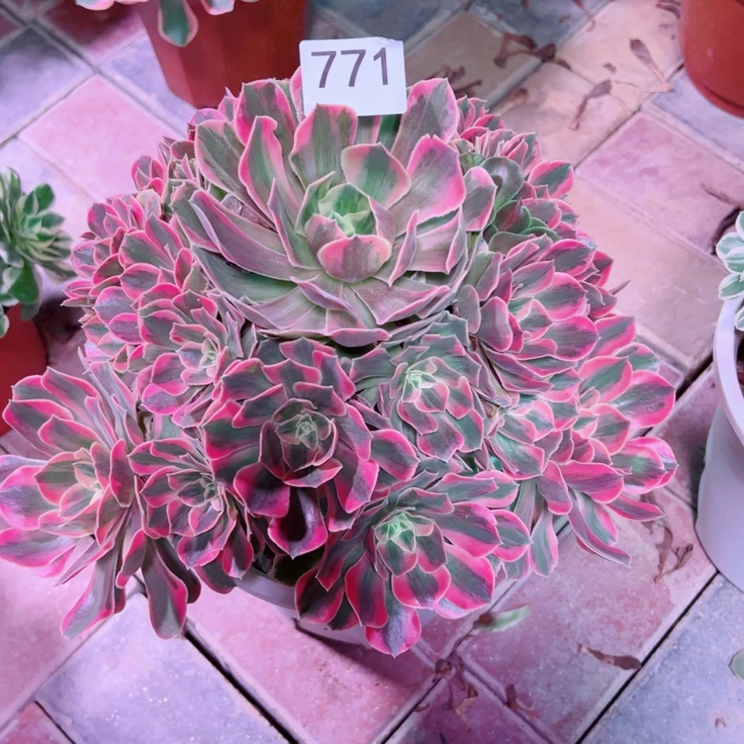 771红粉佳人法师多肉植物