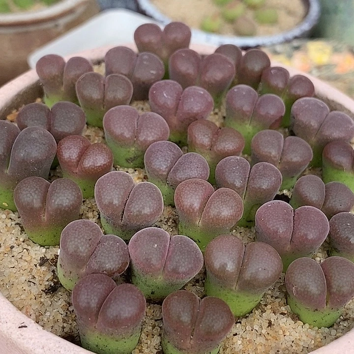 27518风铃c10杂温莎一颗