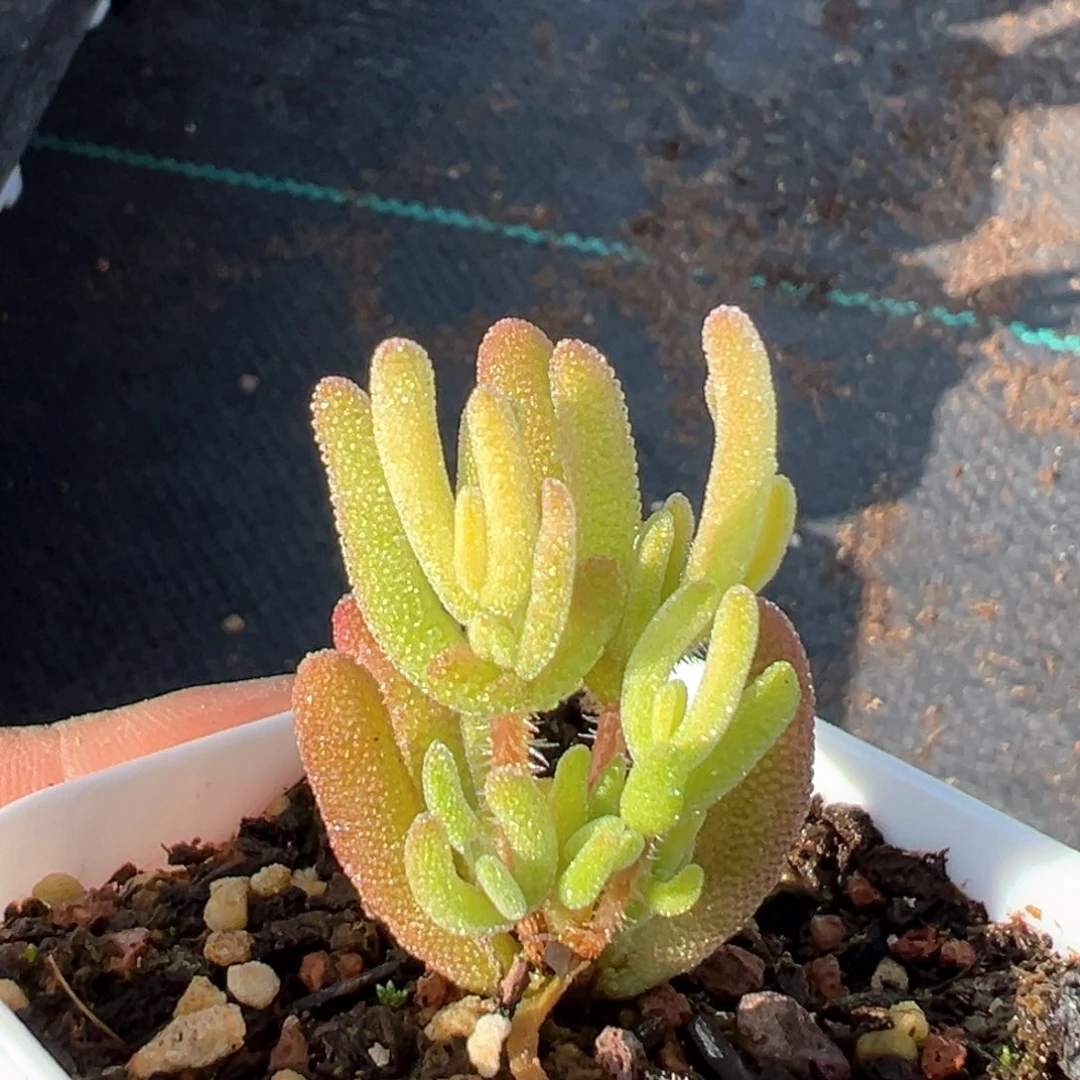 琉璃黄锦枝干番杏