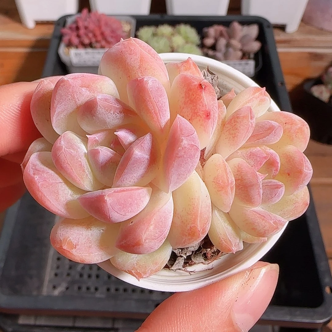 1106--88白桃汽水