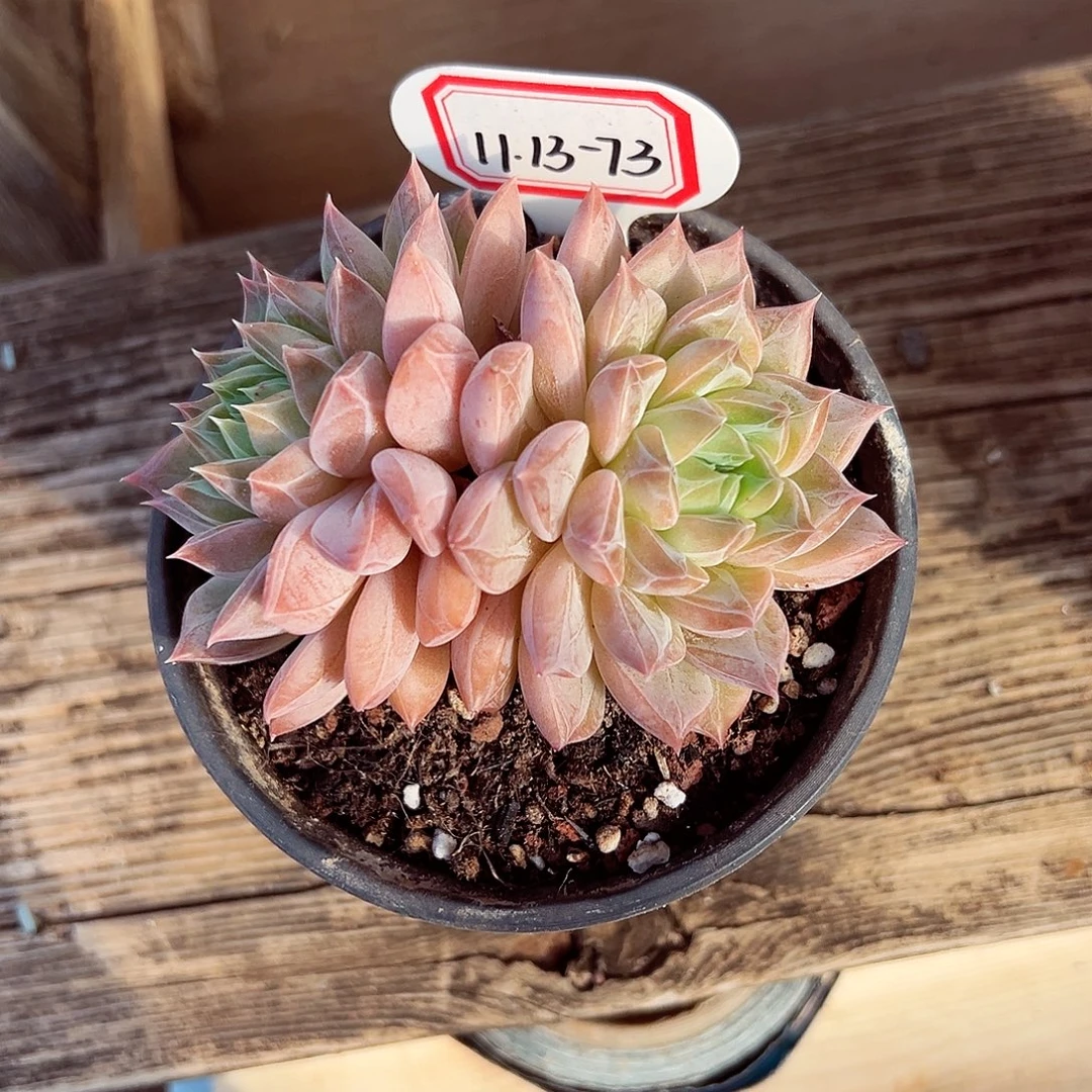 1113-73闪灵。。。。。。