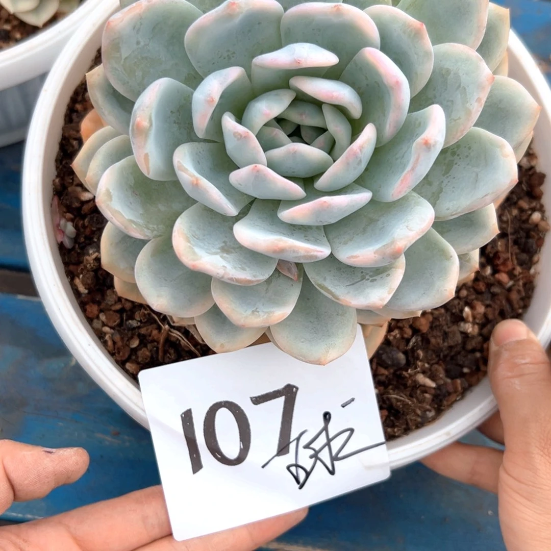 大***球107/）效果好吃好吃胡吃海喝