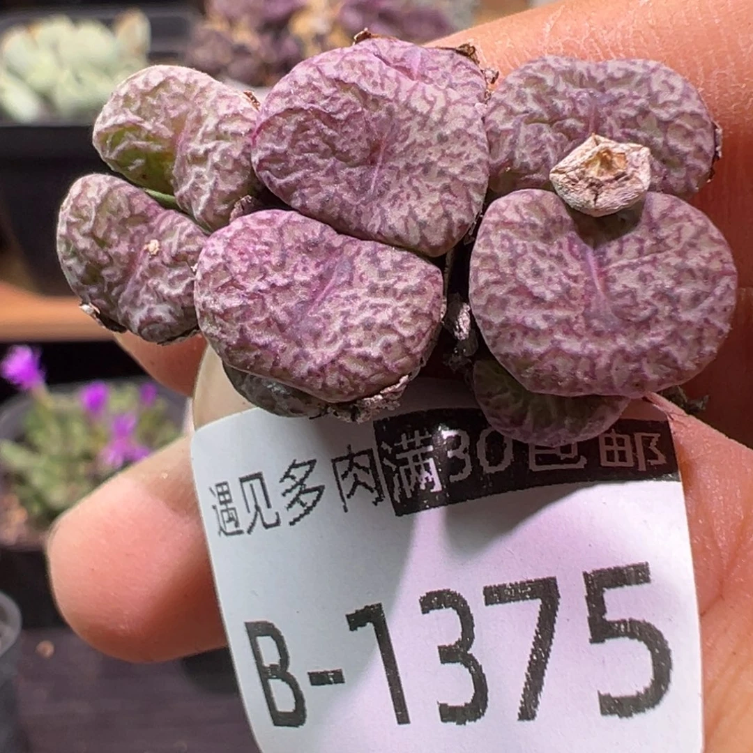 多肉植物1111111111111