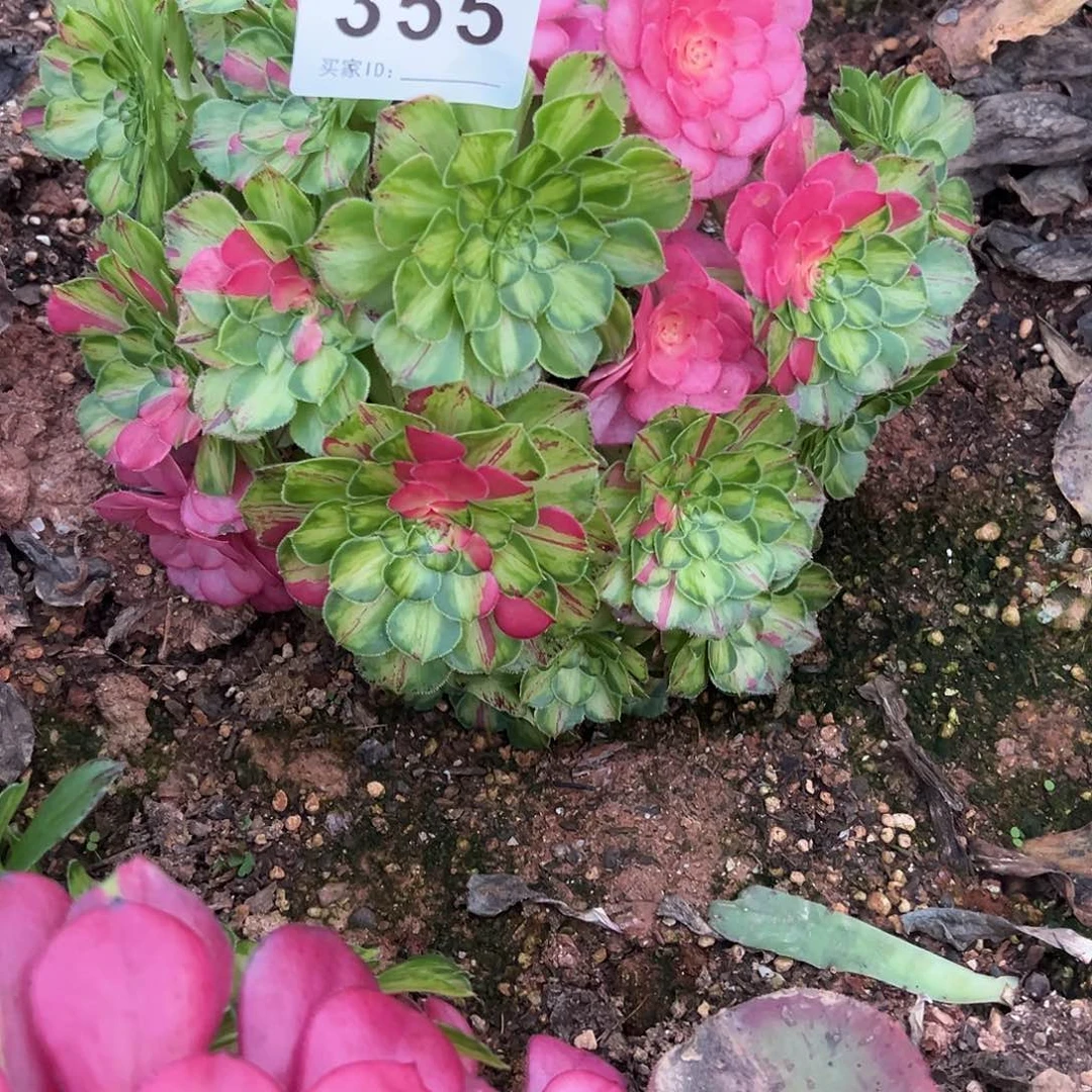 精品多肉植物355知否