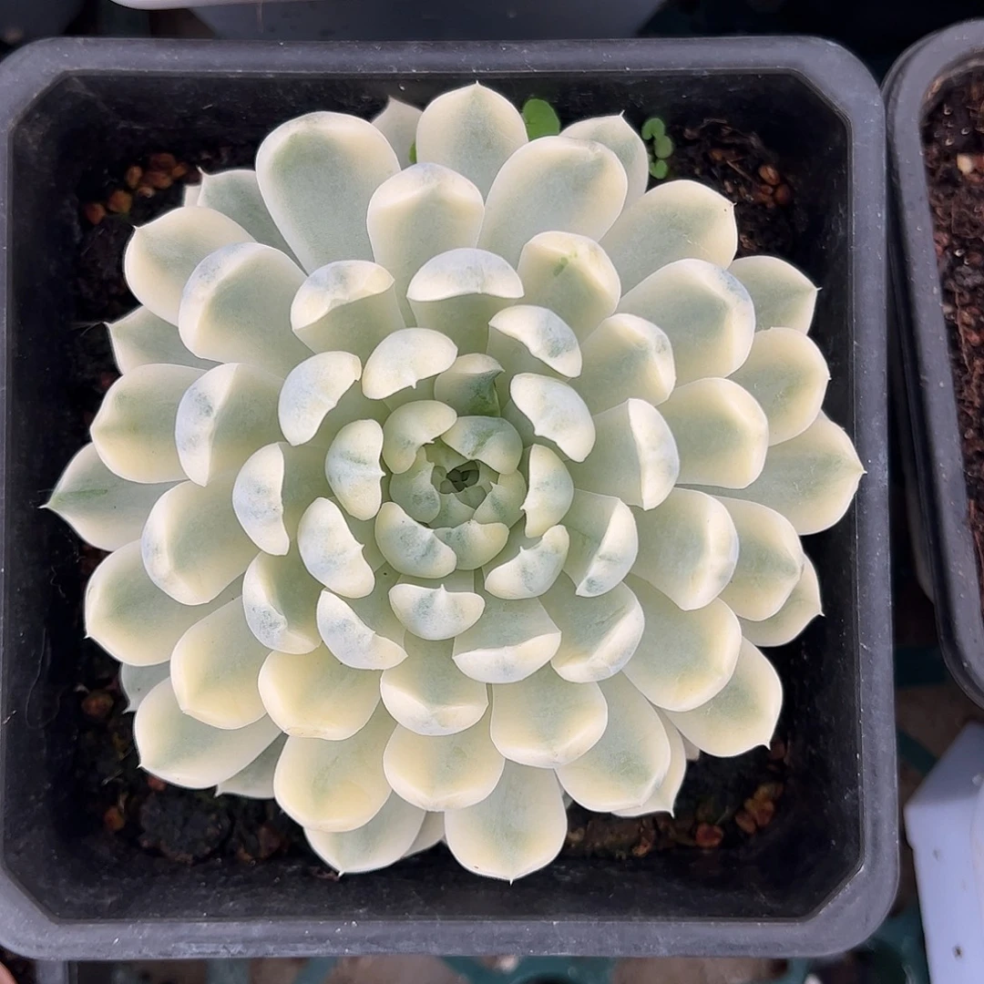 香草月影锦 婕宝一物一拍