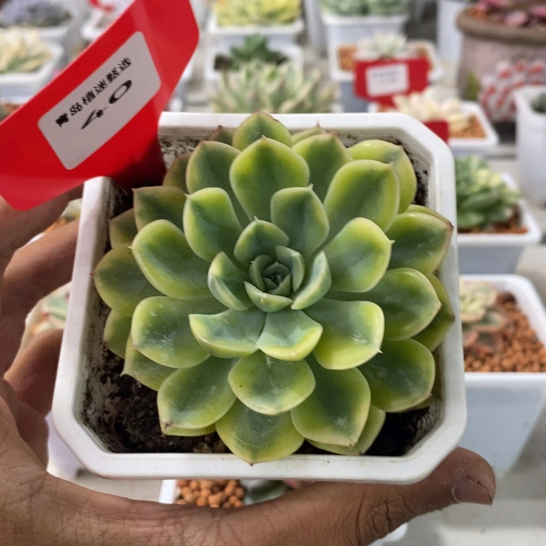 40号抹茶菩提锦多肉