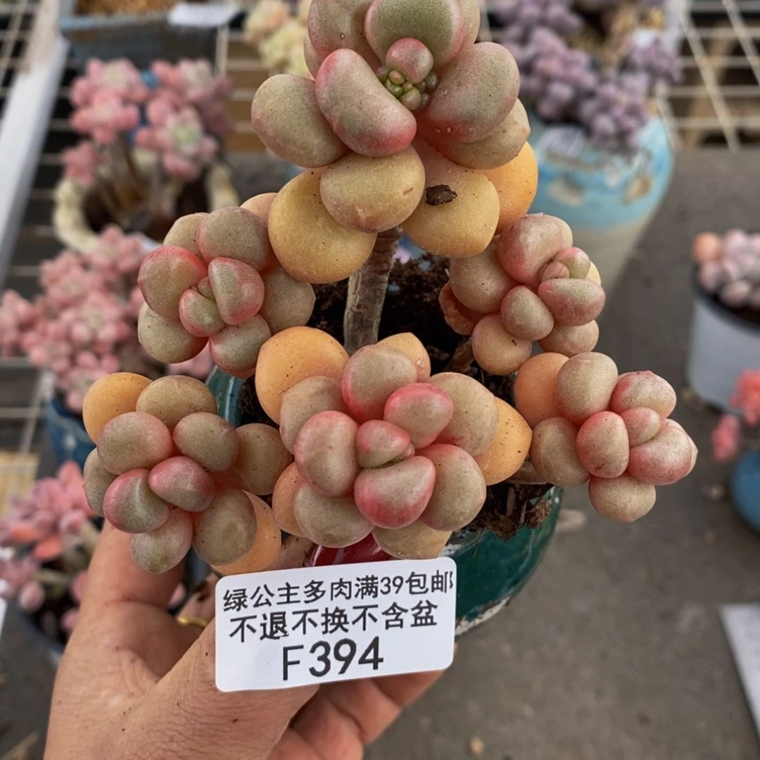 先锋派394/8cm多肉