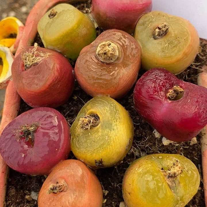 1791彩蟠桃一组一组