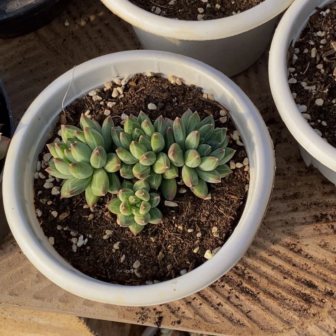 曙***&48包邮一物一拍多肉