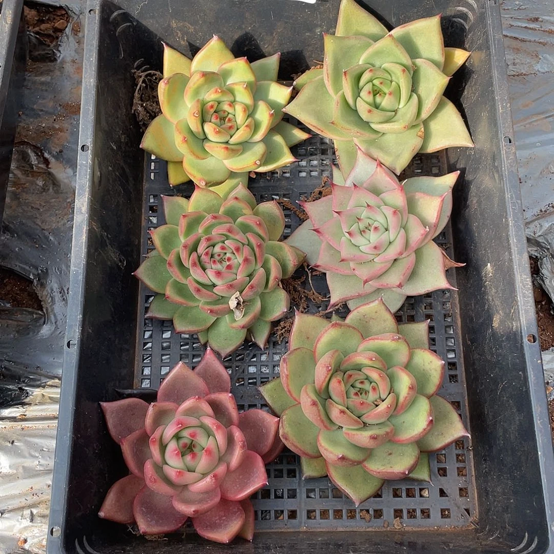 若如东云单拍E619