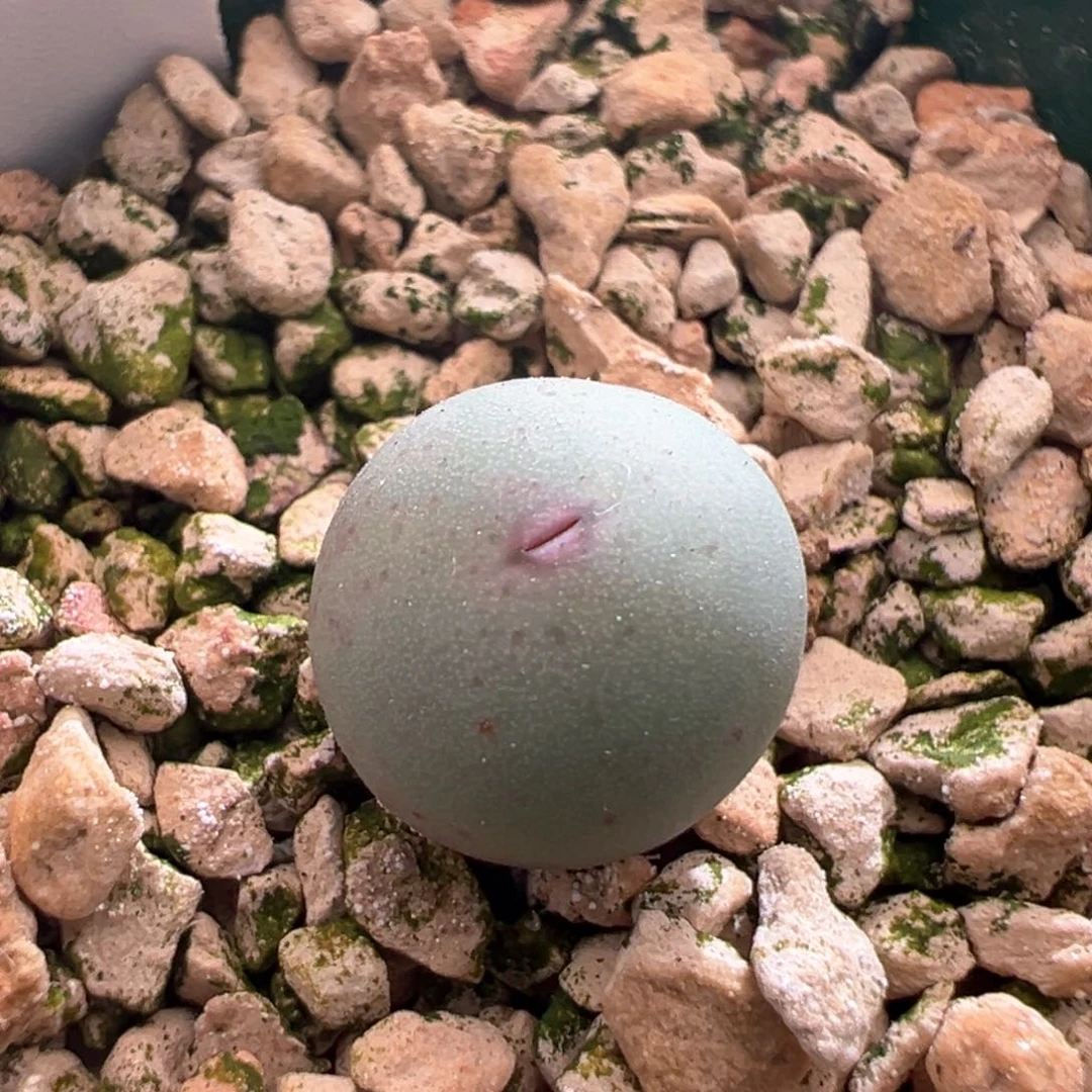 02。青蛙种源1102V嘴