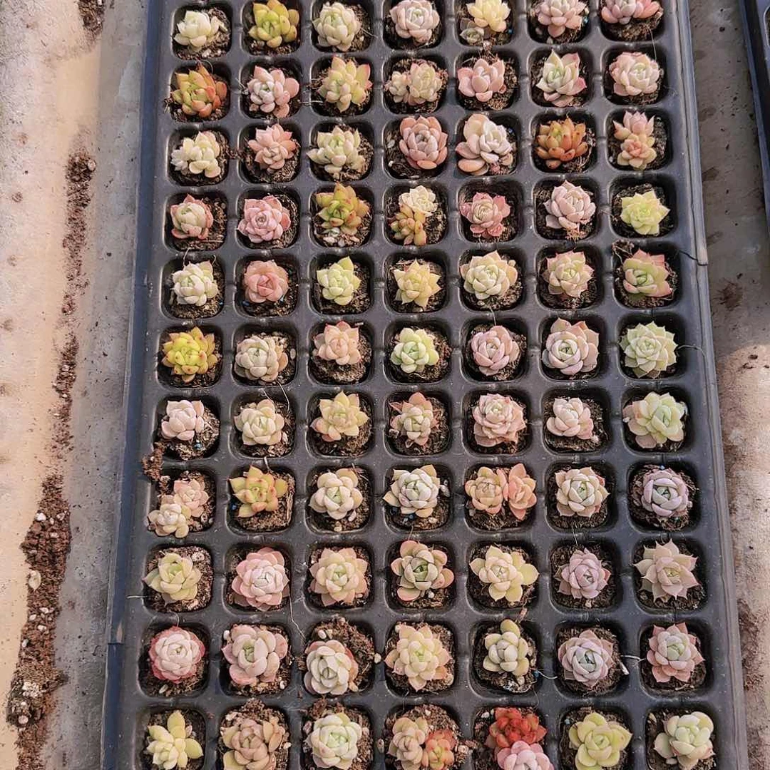 直播一物一拍多肉23