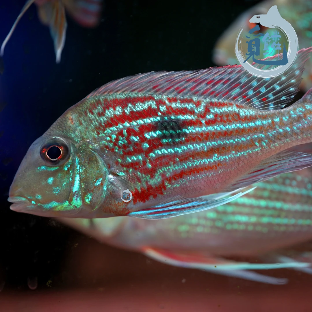 觅鳞觅鳞南美野彩一条包邮斯维尼关刀食土鲷慈鲷热带鱼观赏鱼
