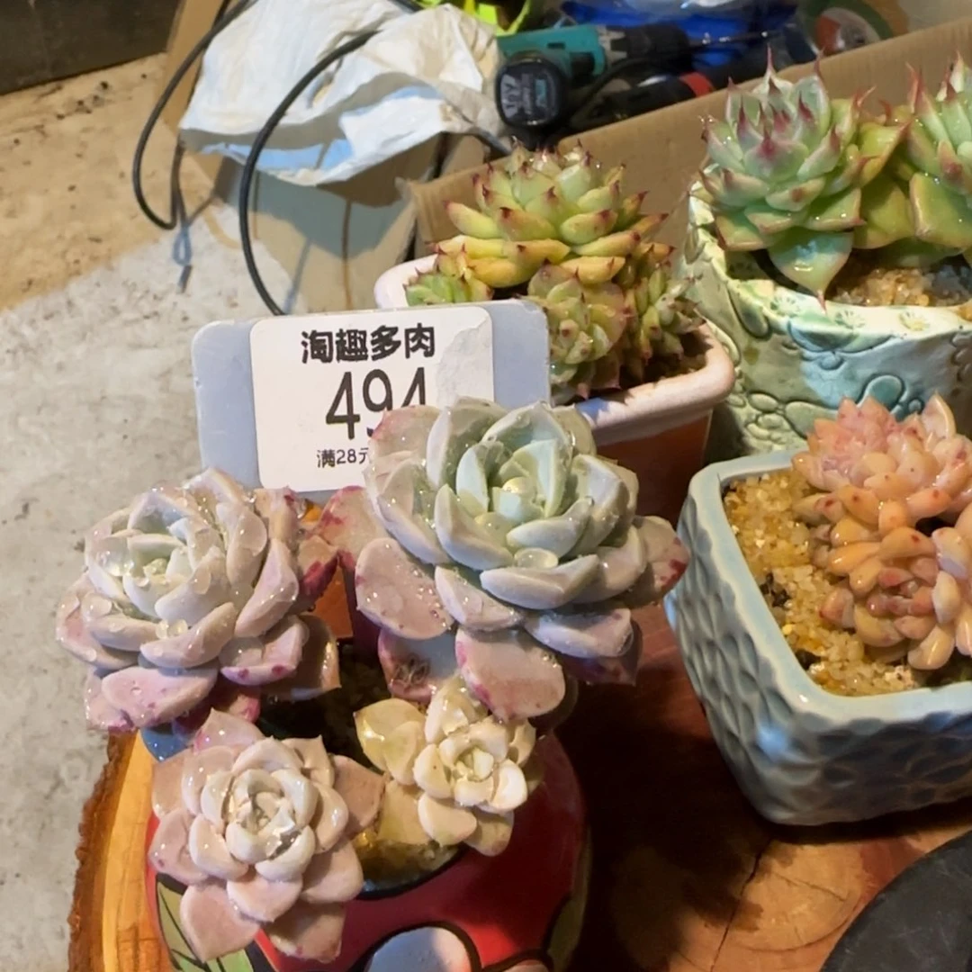 多肉植物花瓣路群求生无