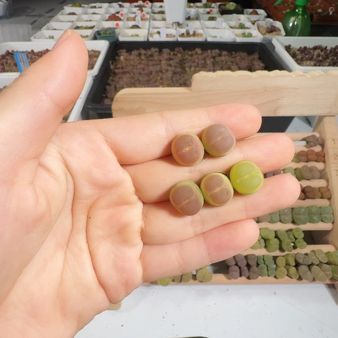 爱***雄多肉植物福利风铃203