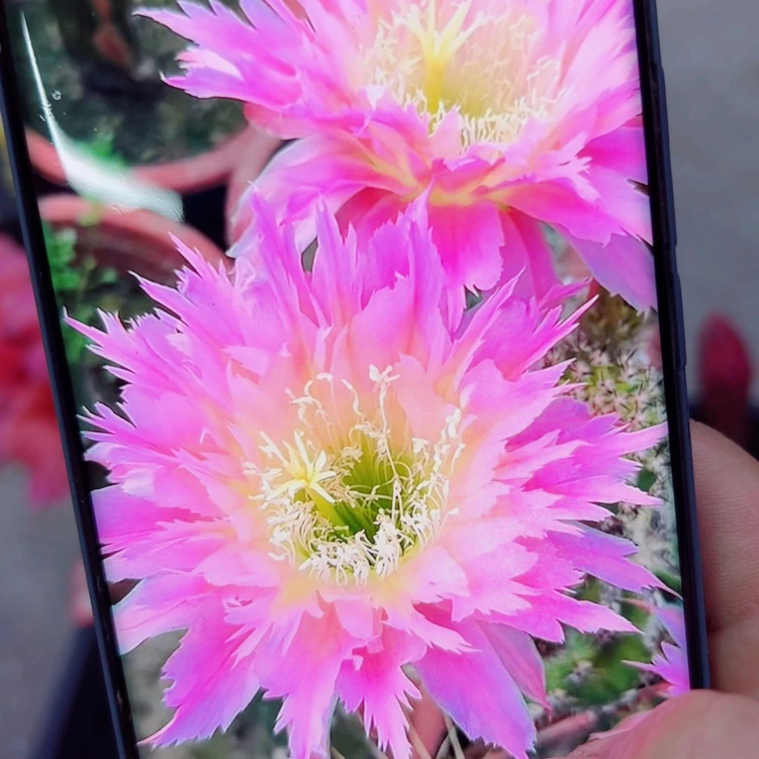 下22毛紫薇星歪无根侧芽4公分左右20包邮