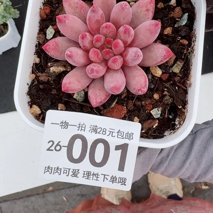 金鱼姬多肉多肉植物多肉植物多肉