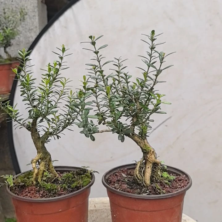 用****5黄杨花造型盆景树