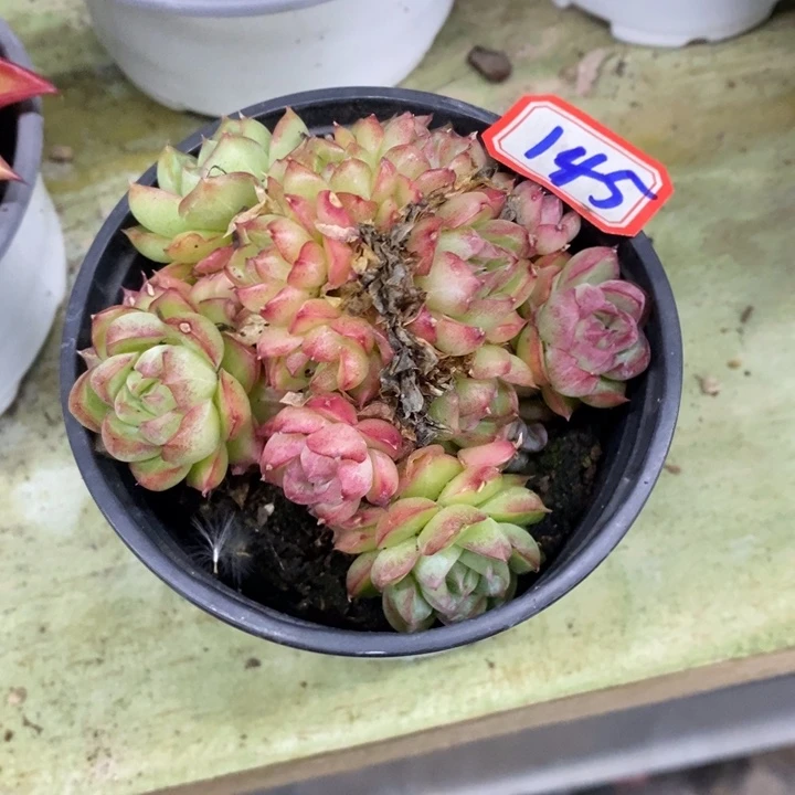 蓝*一物一拍麦秆女王多肉145