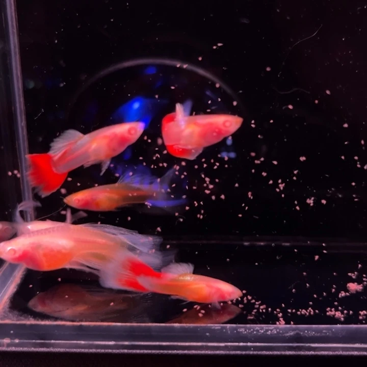 孔雀鱼红礼服白子玻璃大C4公2母