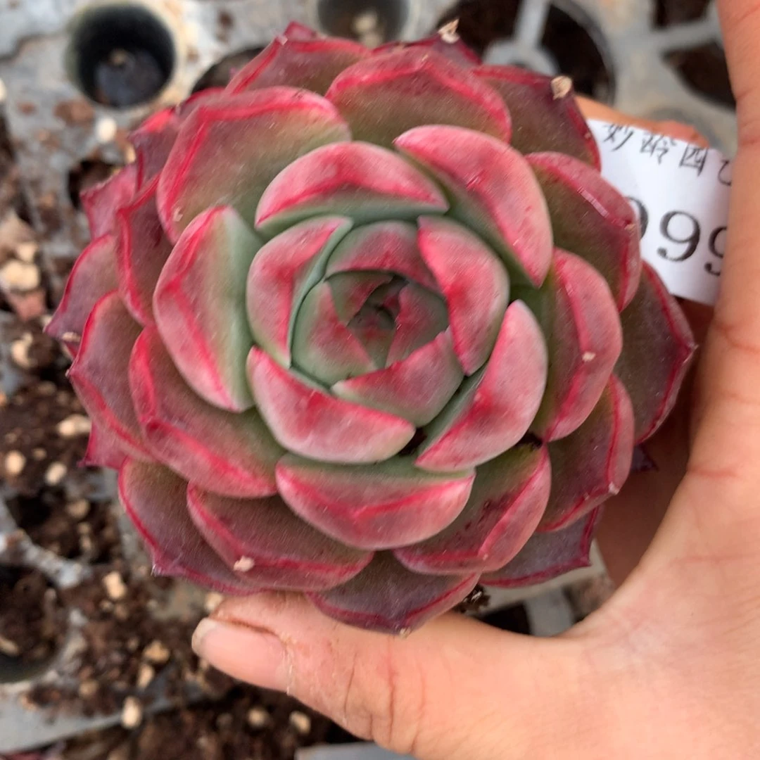 3099杂交精品基地7厘米