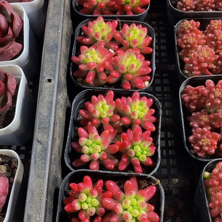 红之玉锦带盆土发货