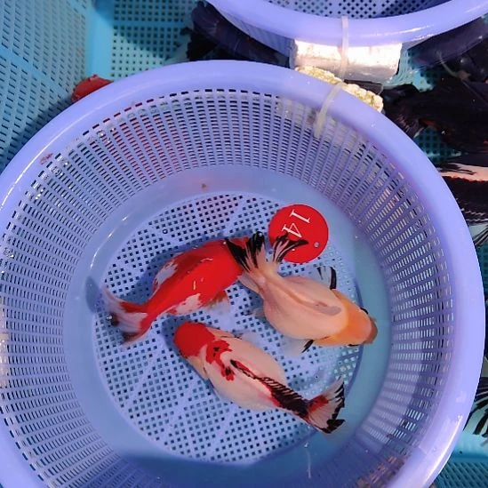 金鱼144泰狮三只特价顺丰包邮