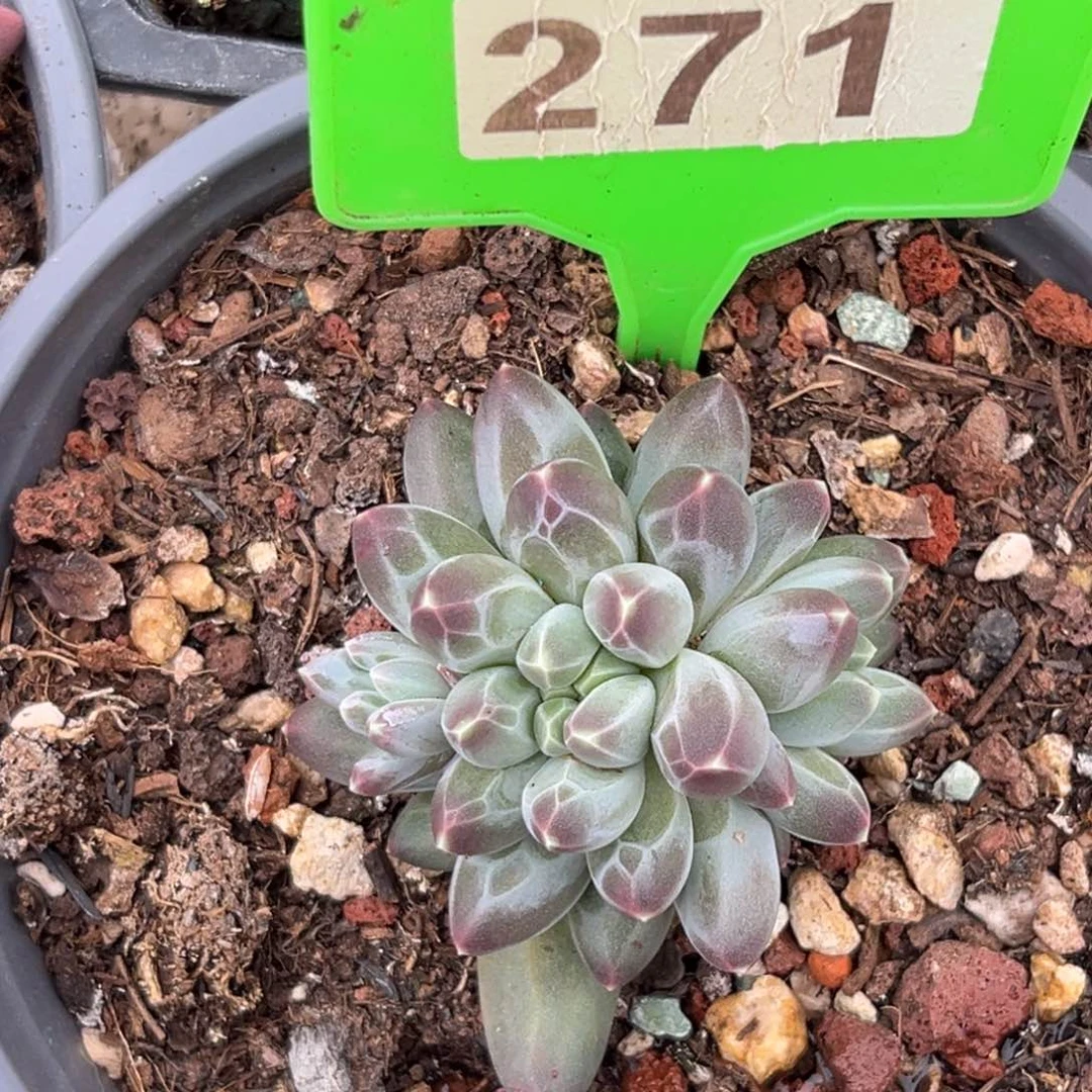 多肉植物申公豹271