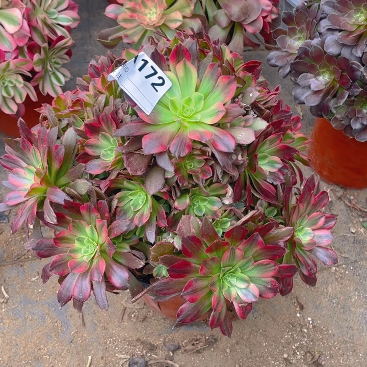 多肉安纳法师172