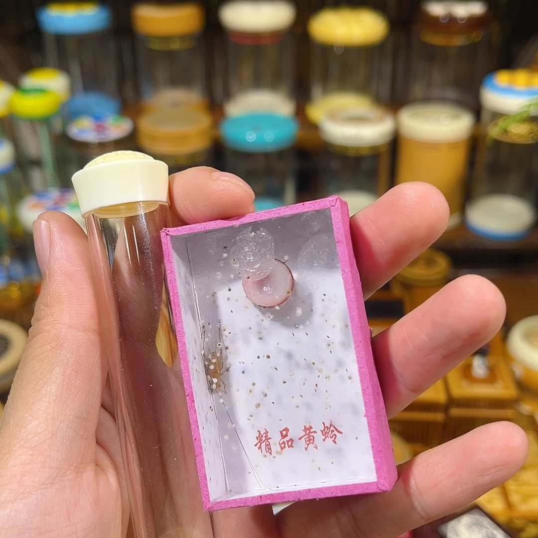 蟋蟀有机黄蛉筒+大黄蛉