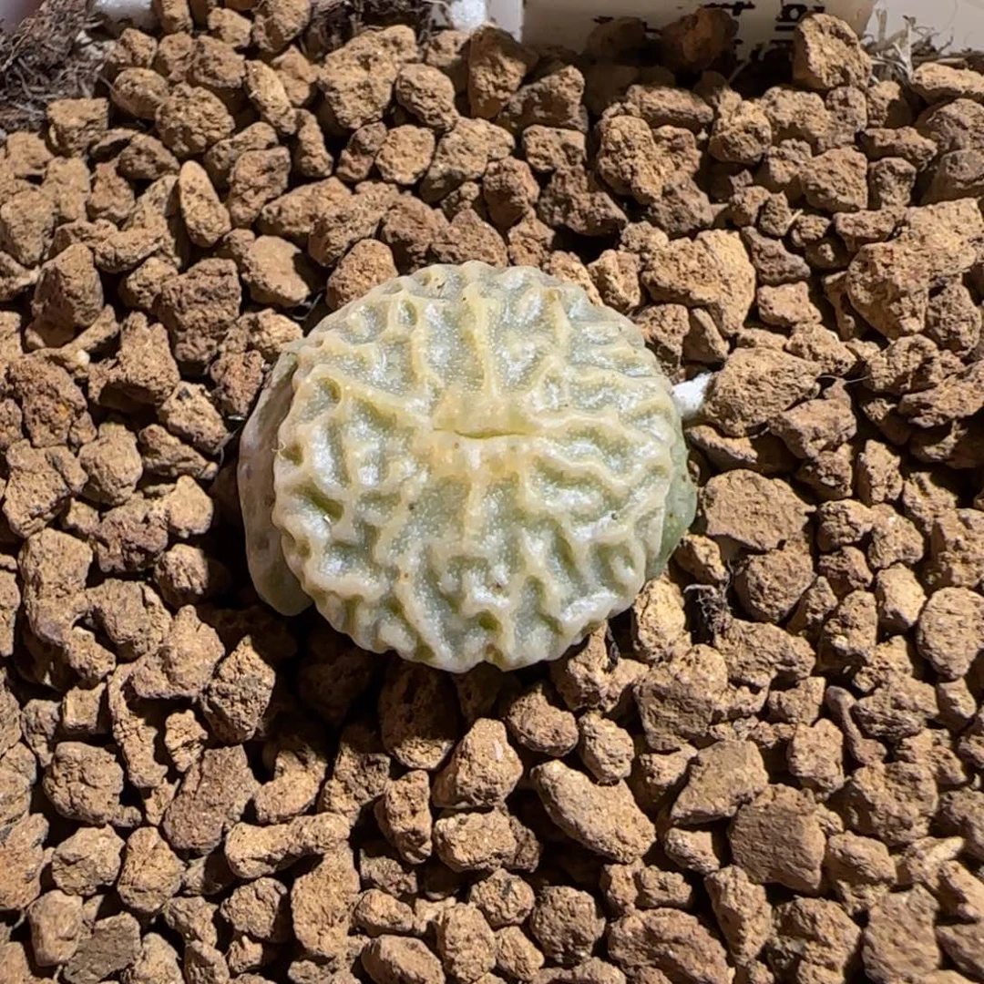 肉锥多肉植物组合-3头超烧母本5、