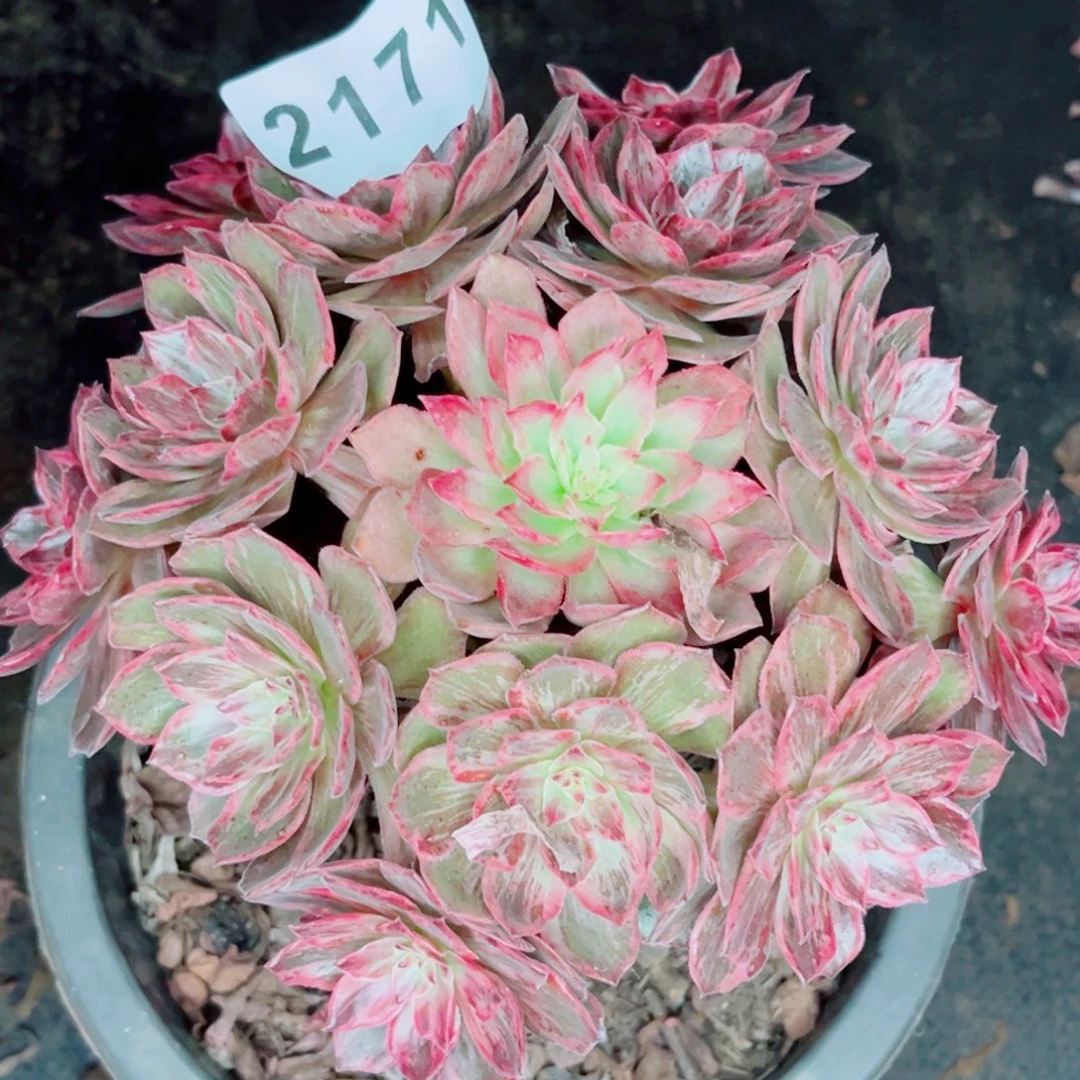 新品半夏特价多肉