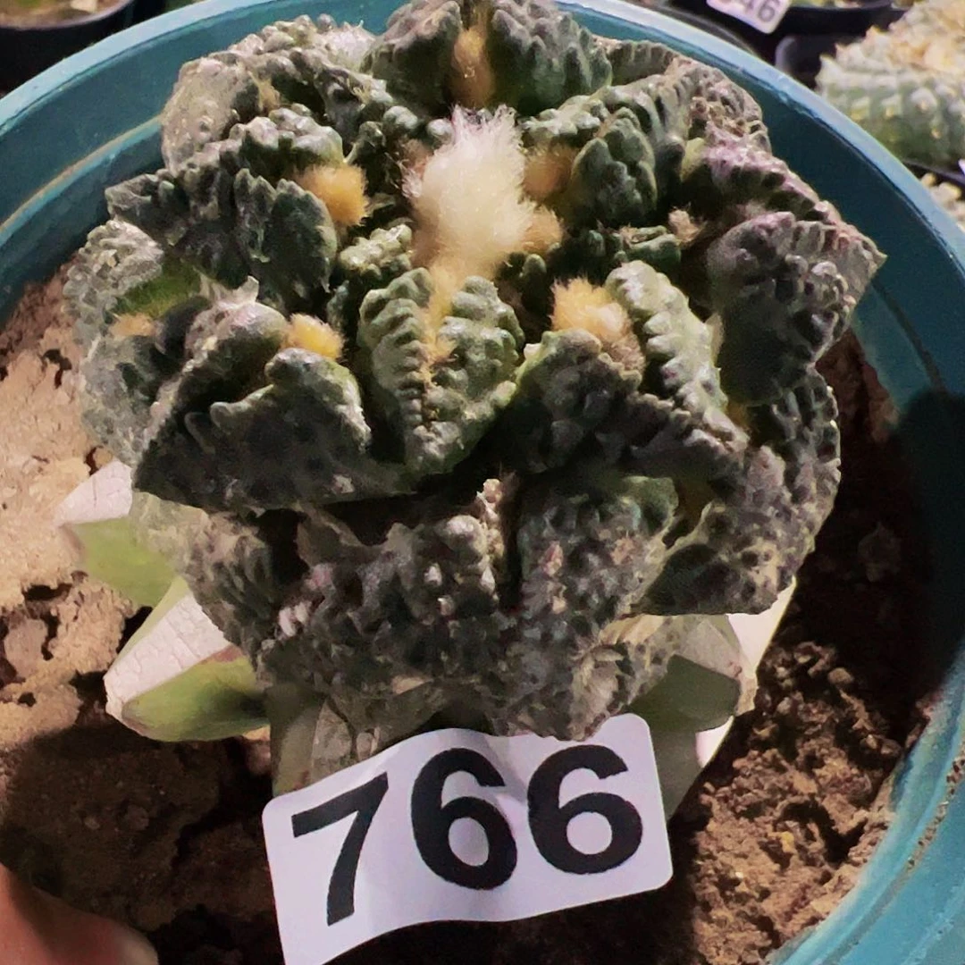 无花朵志贺龟甲牡丹766