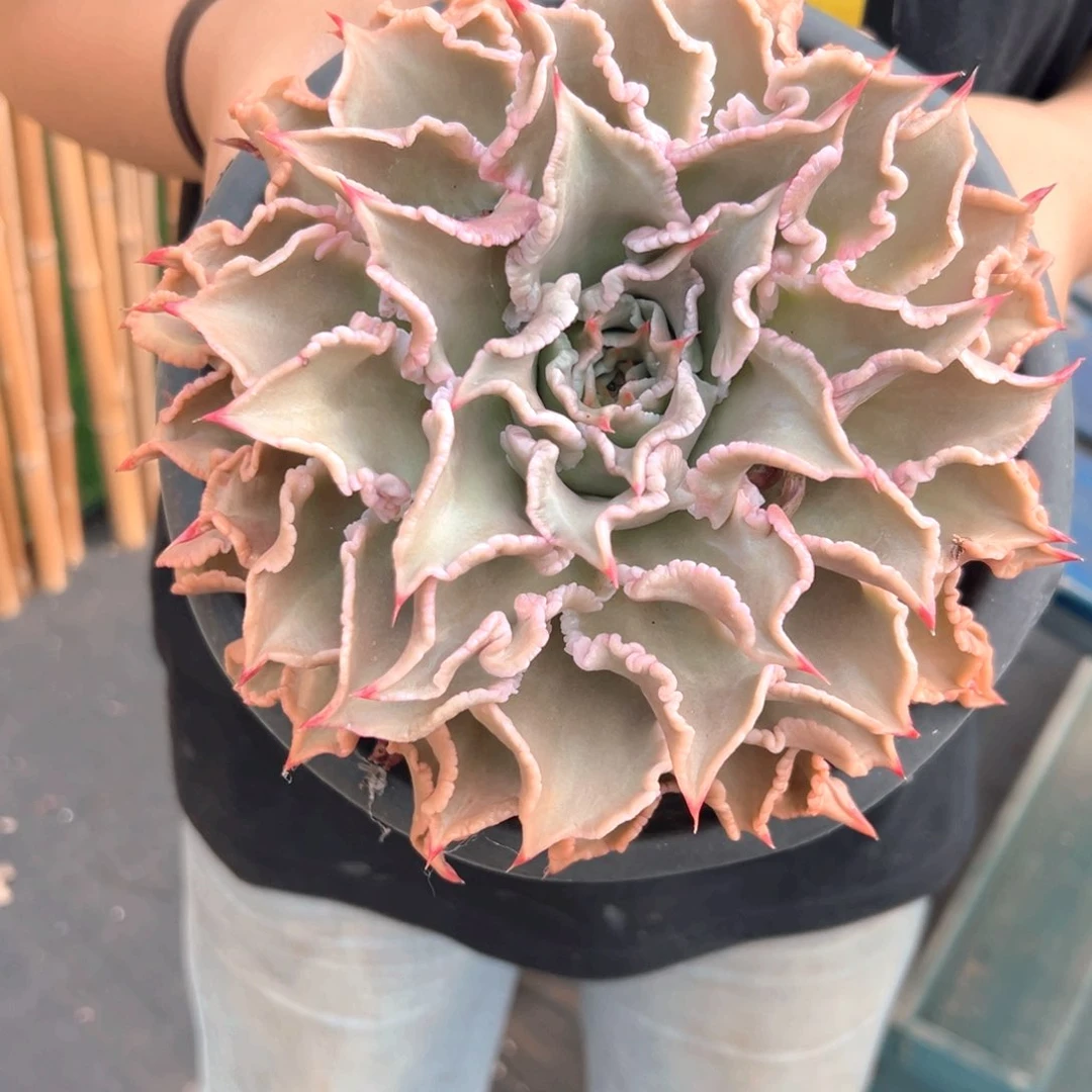 大饺子皮单头法规和姐姐家