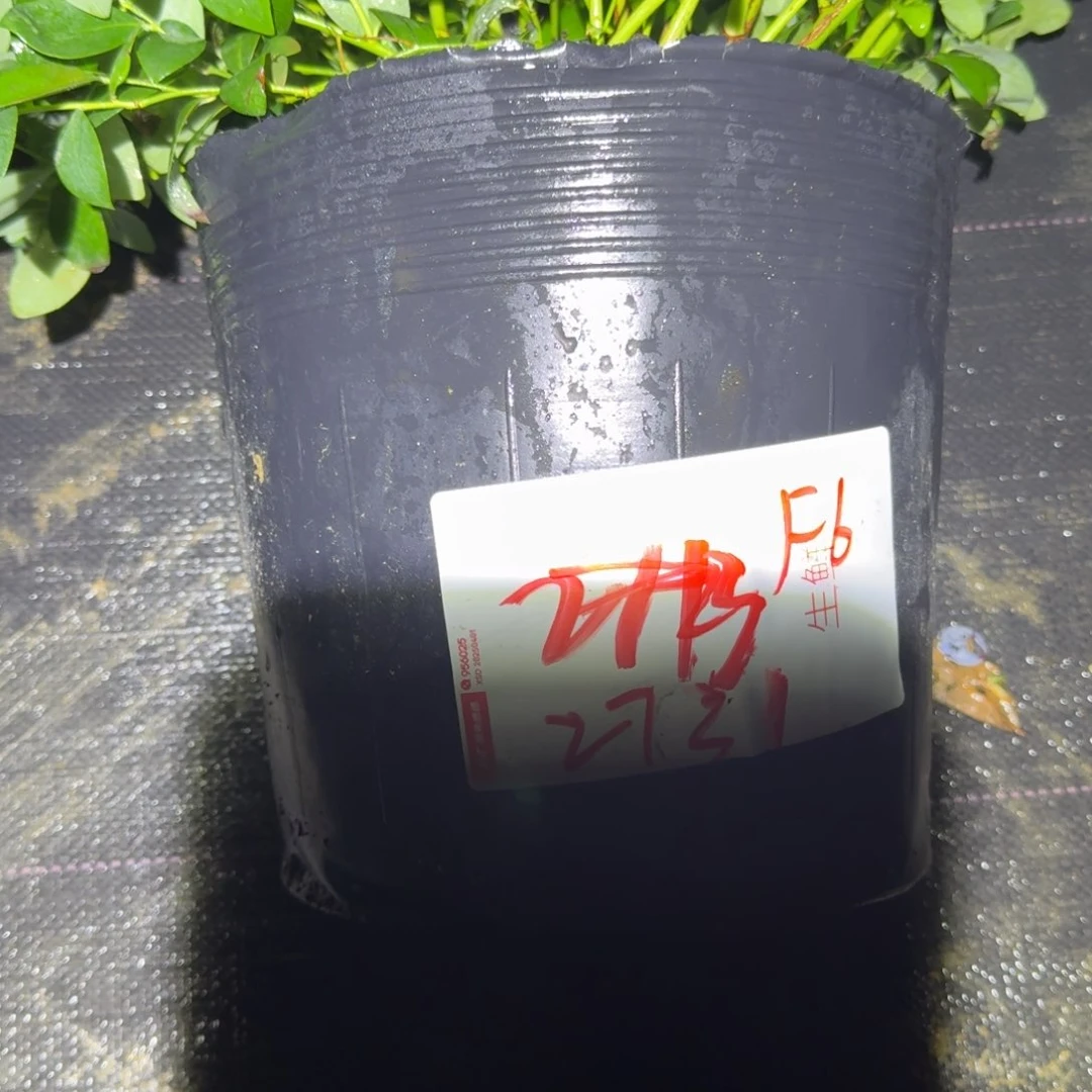 爱***琴大大f6一物一拍2731