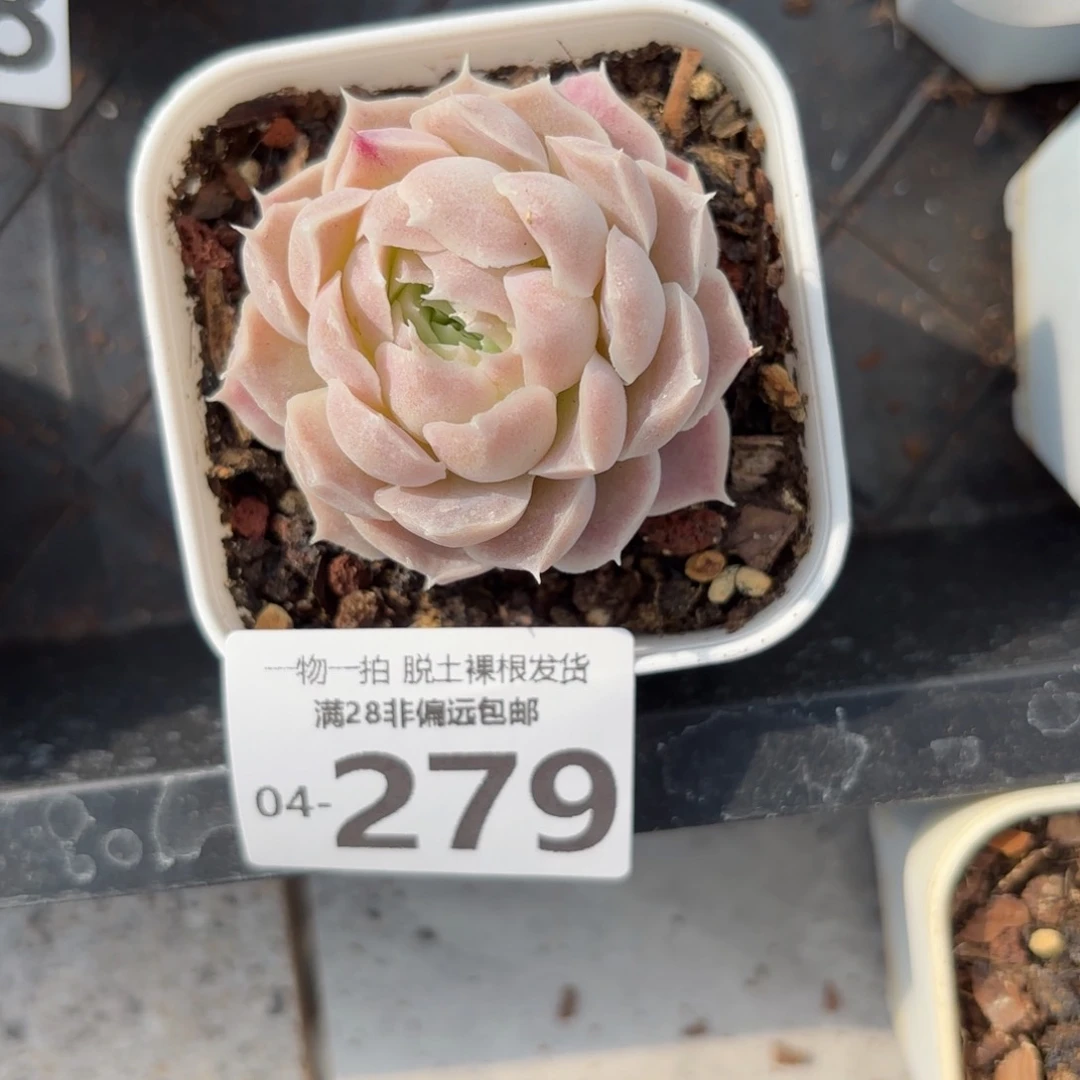 用****6紫月影多肉多肉多肉