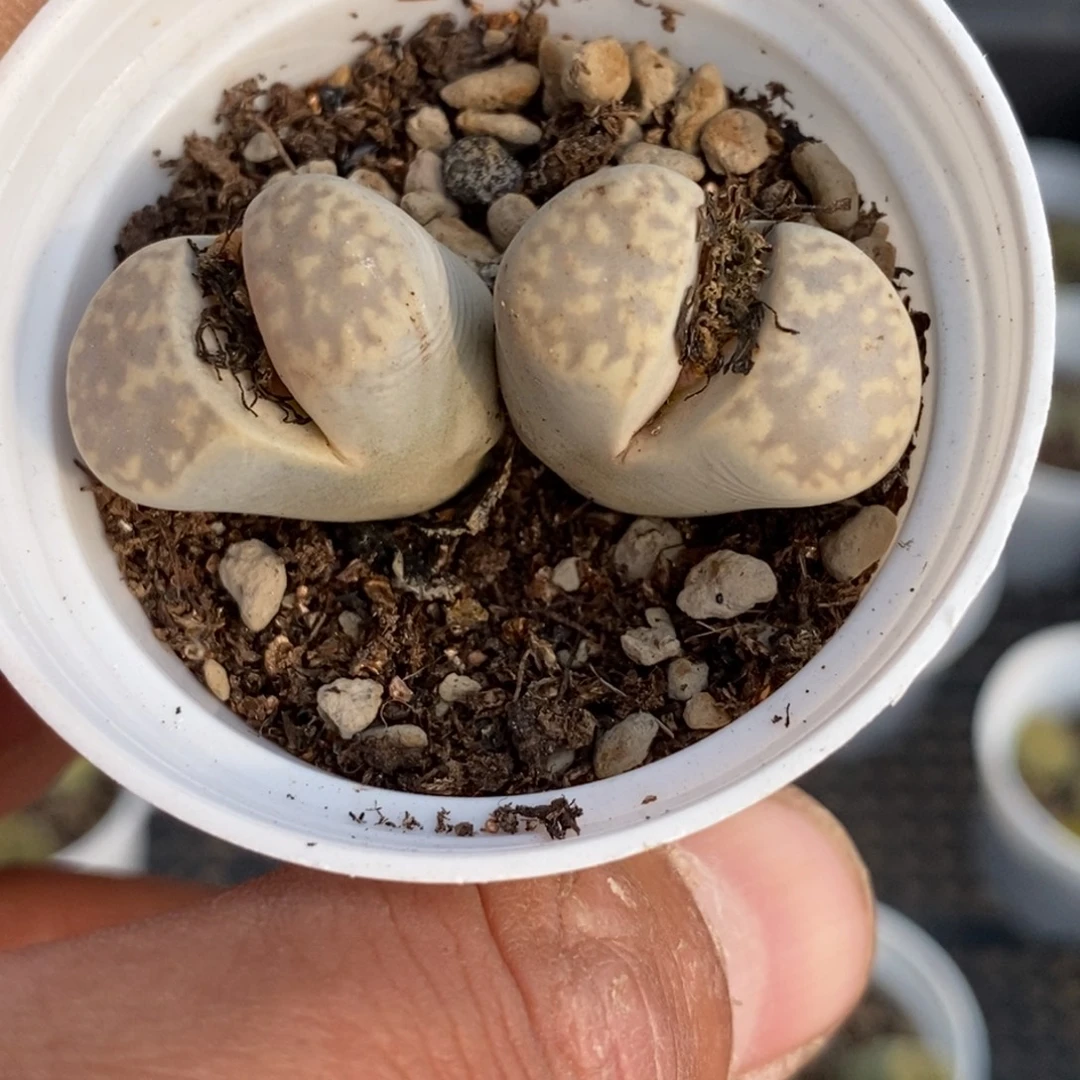 小列岛一盆双头量拍
