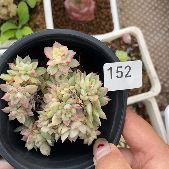 152。 女雏锦。