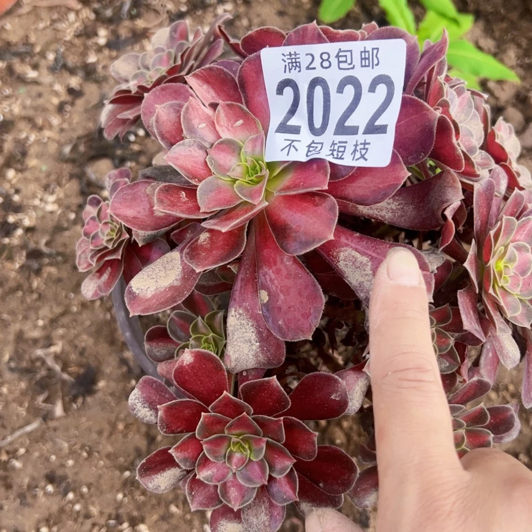 2022红日多肉植物法师
