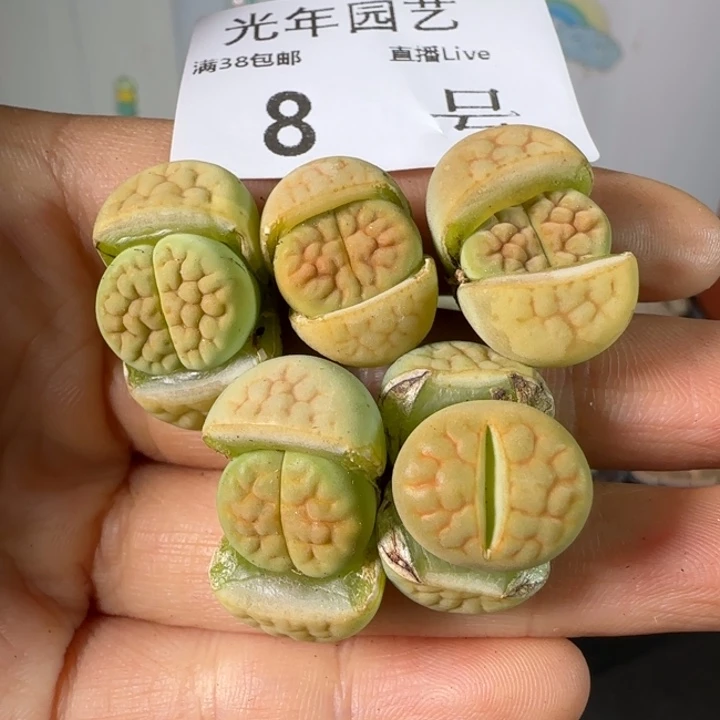 DTc38a黄绿富贵8号