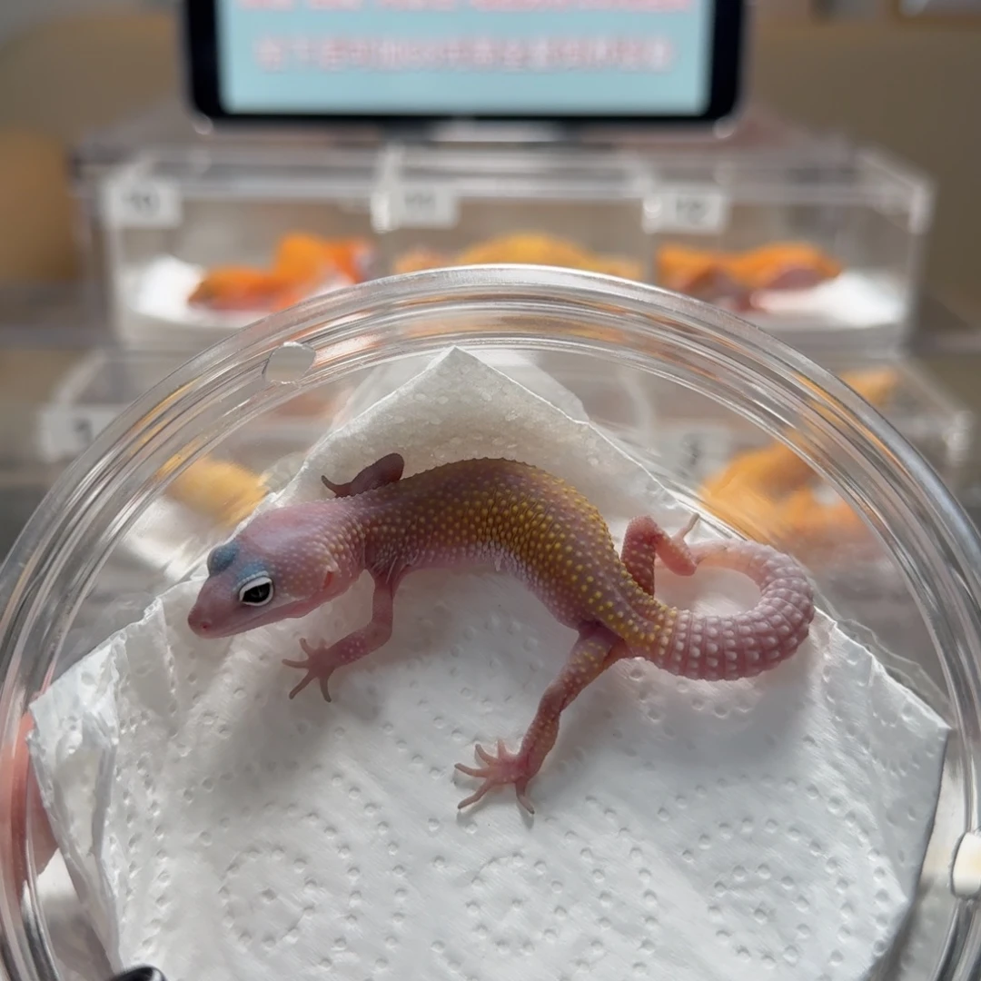 豹纹守宫豹纹暴风雪母温