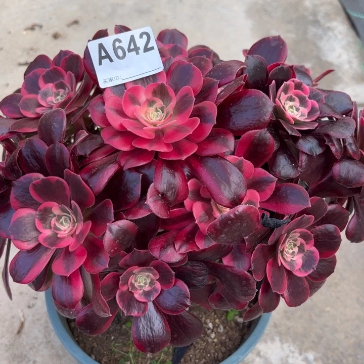 642凤冠25厘米左右