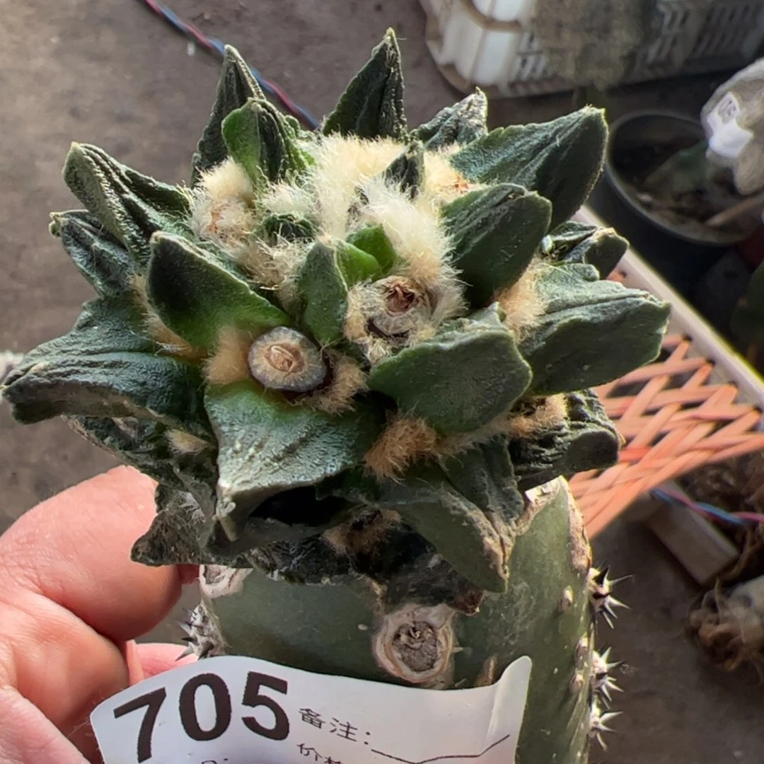 短尤龙角牡丹705