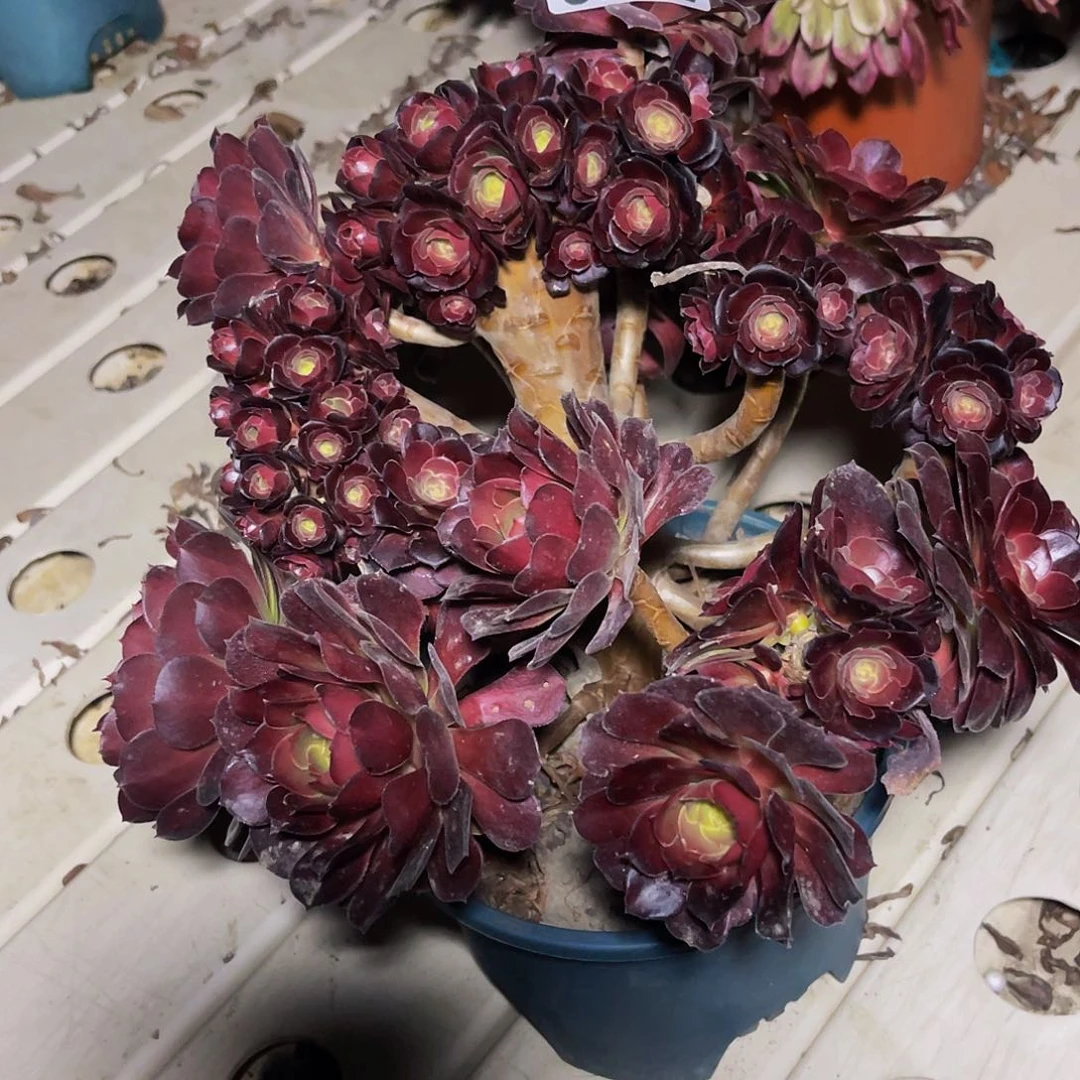 法师法师7//18包邮法师