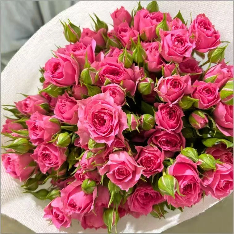 苏菲宝贝多头玫瑰花苗 月季花苗四季栽植庭院阳台盆栽耐热