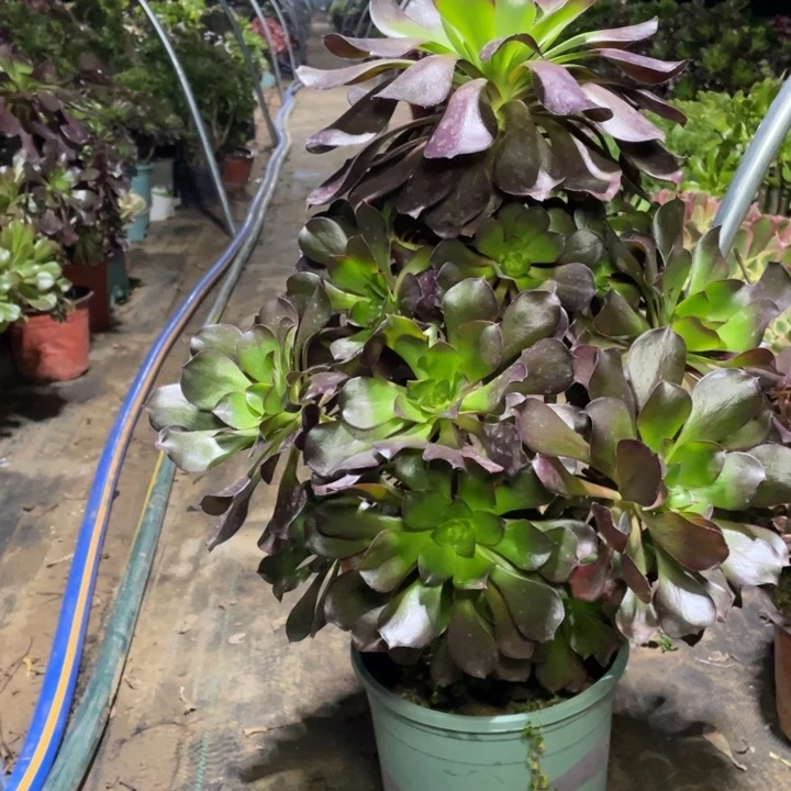 35巫毒多肉植物多肉多肉