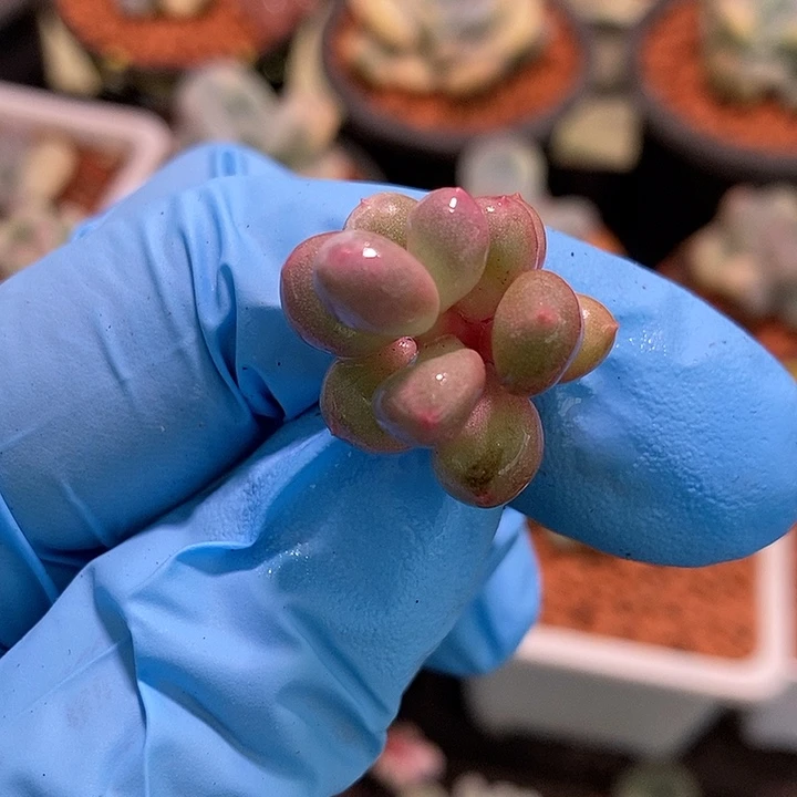 白彩虹奶酪锦基因多肉