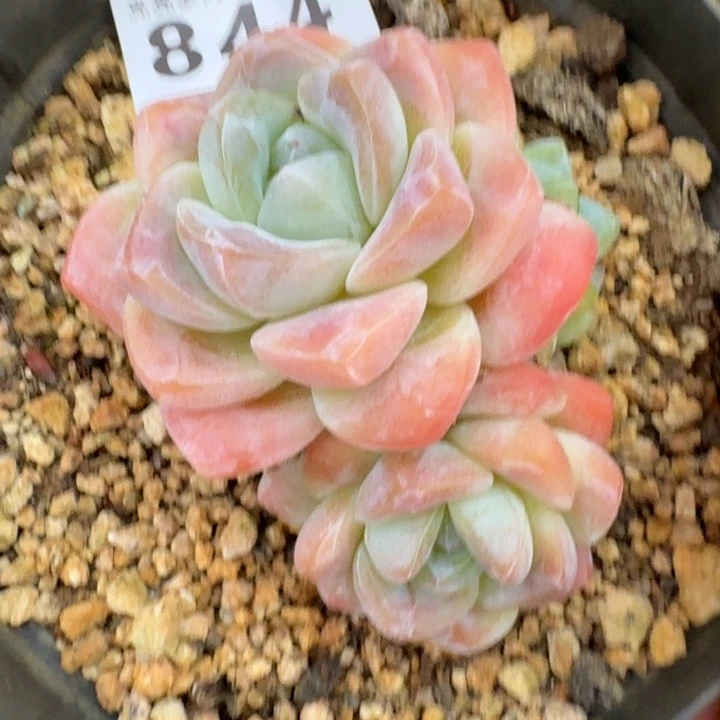 福利冰玉            多肉植物